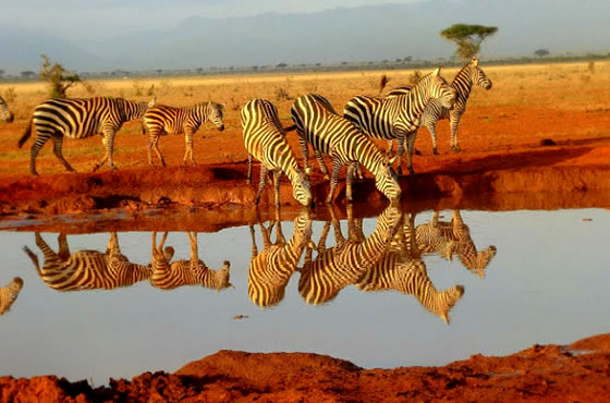 3 Days Mombasa Safari to Tsavo East and West - Tsavo Safari 